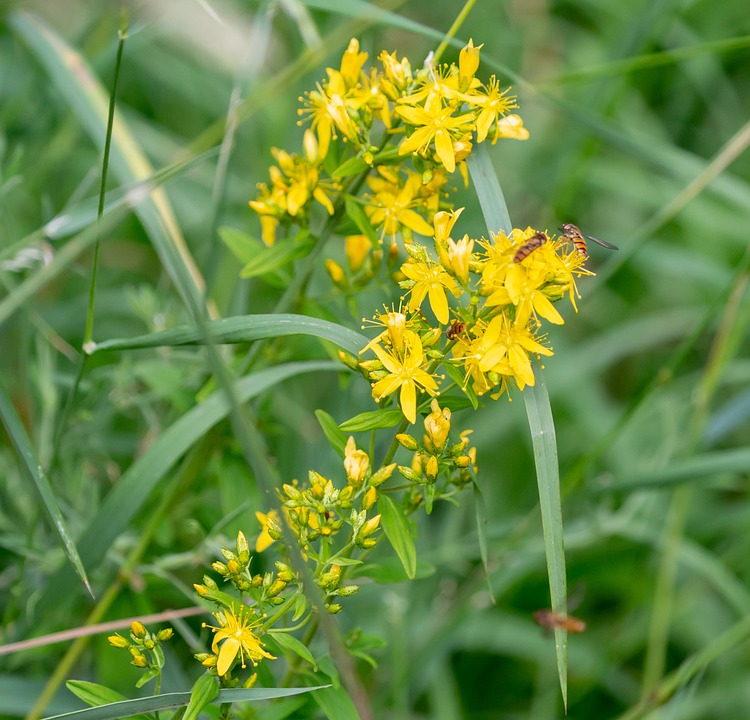 inheemse vaste planten die in het najaar bloeien